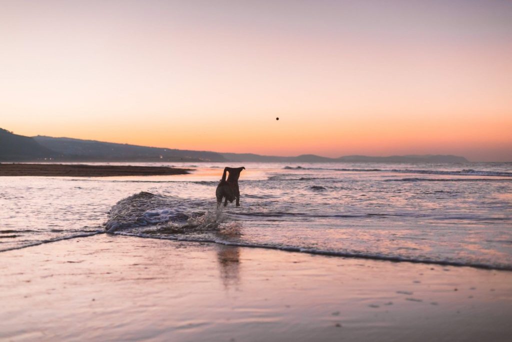 Dog running the beach