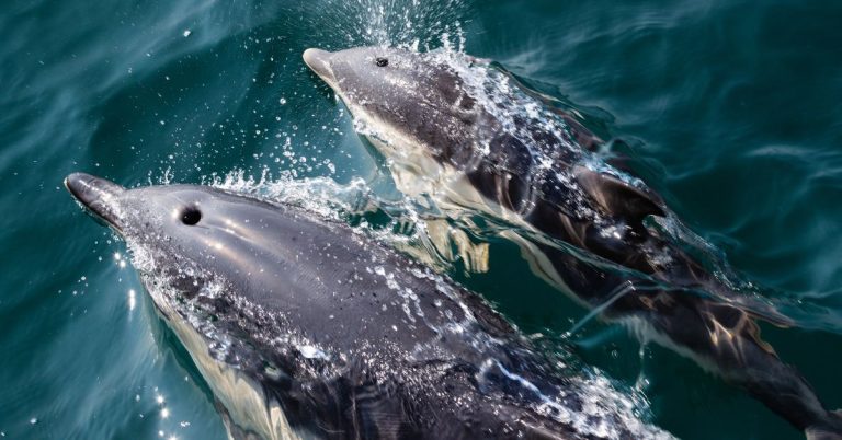 Two common dolphins in argyll