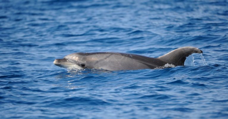 Bottlenose Dolphin in argyll