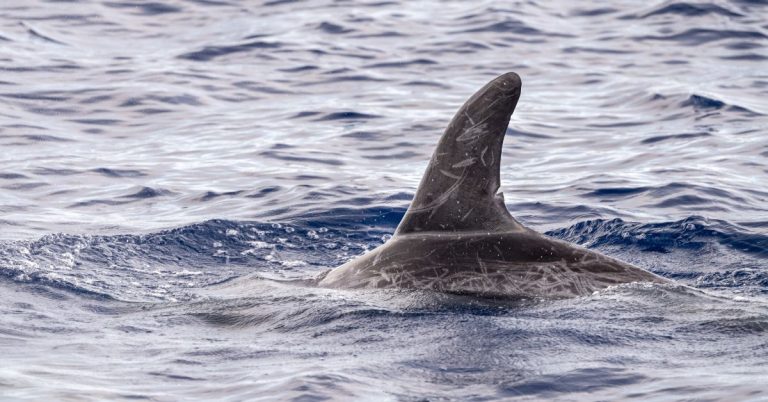 Risso Dolphins in argyll